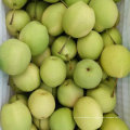 Nueva cosecha de pera Shandong verde fresca
